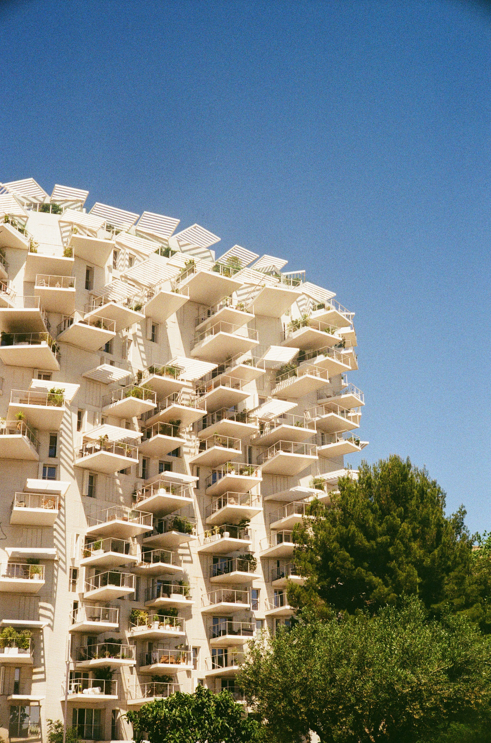 L'Arbre Blanc - Laisné Roussel Fujimoto